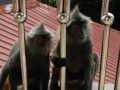 Apen in Kuala Lumpur