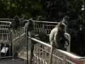 Apen in Kuala Lumpur