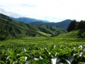 maleisie_theeplantages3