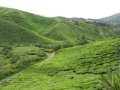maleisie_theeplantages7
