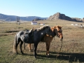 Paardrijden in Terelj