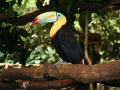 Een toekan in La Paz Waterfall Gardens