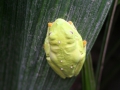 La Paz Waterfall Gardens