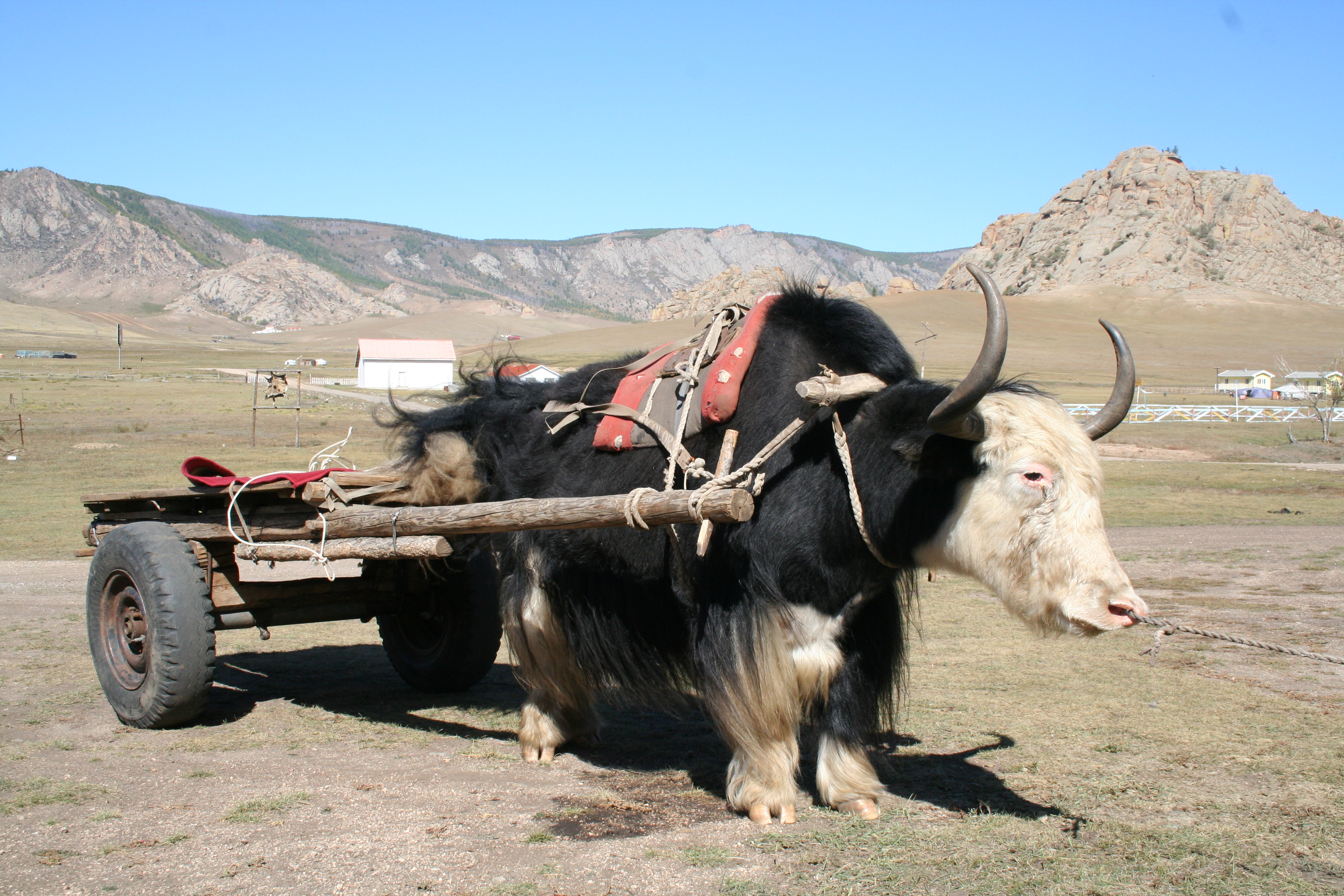 Trans Mongolië Express deel 2: Mongolië