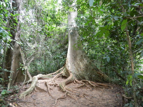 Taman Negara, Maleisië