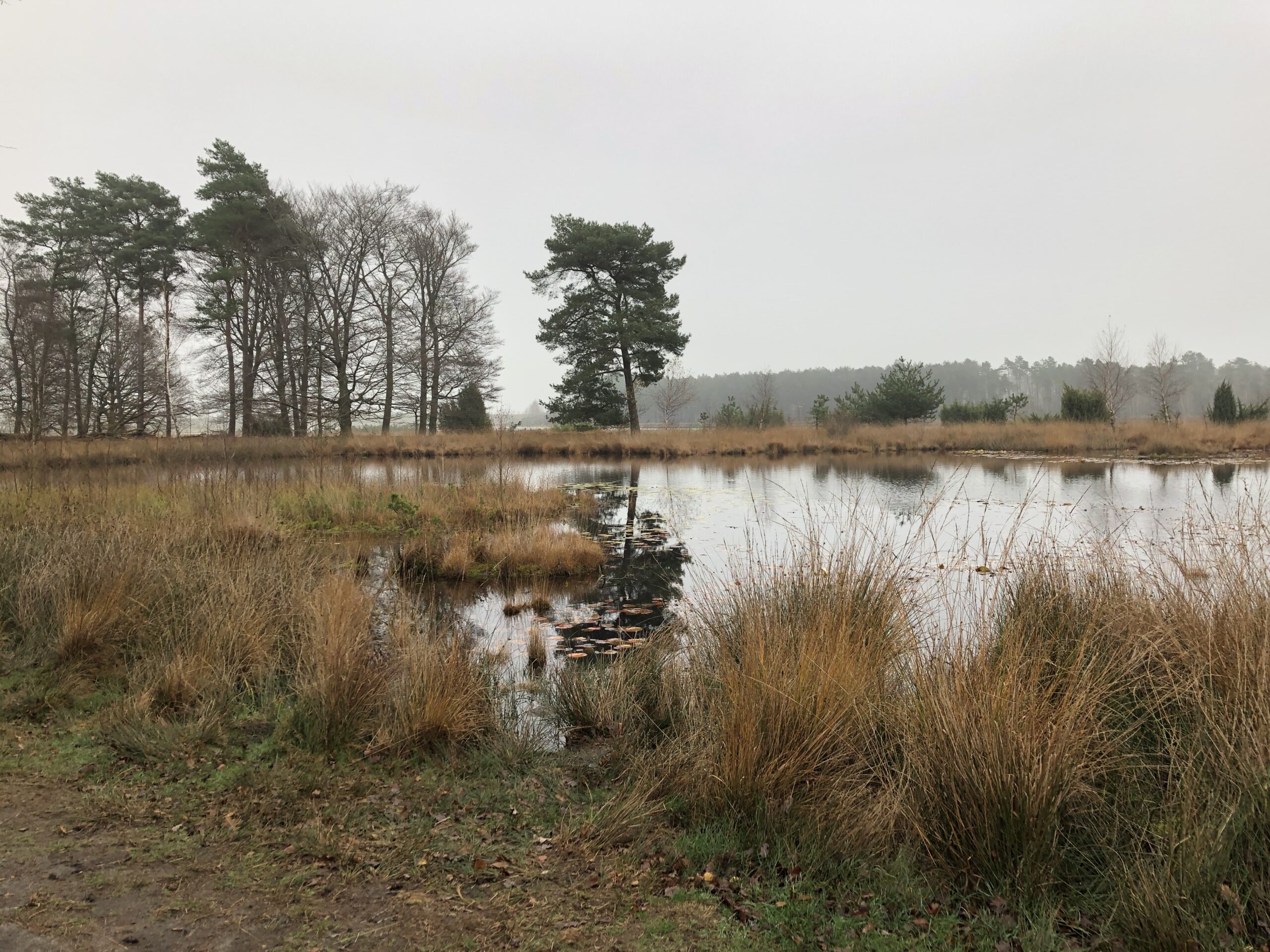 Wandelen in Drenthe: Nationaal Park Dwingelderveld